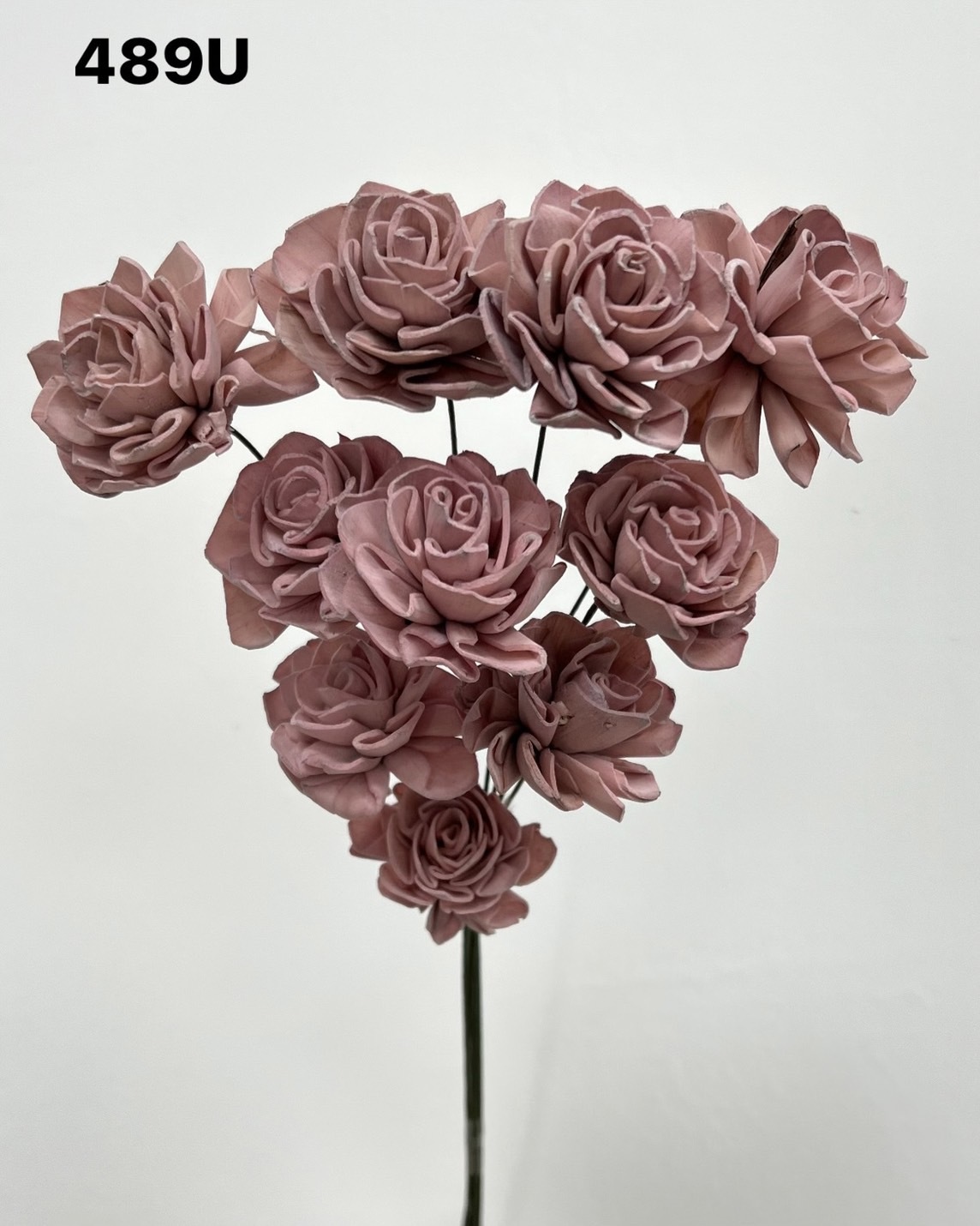 印度索拉大理花(3公分)-489U