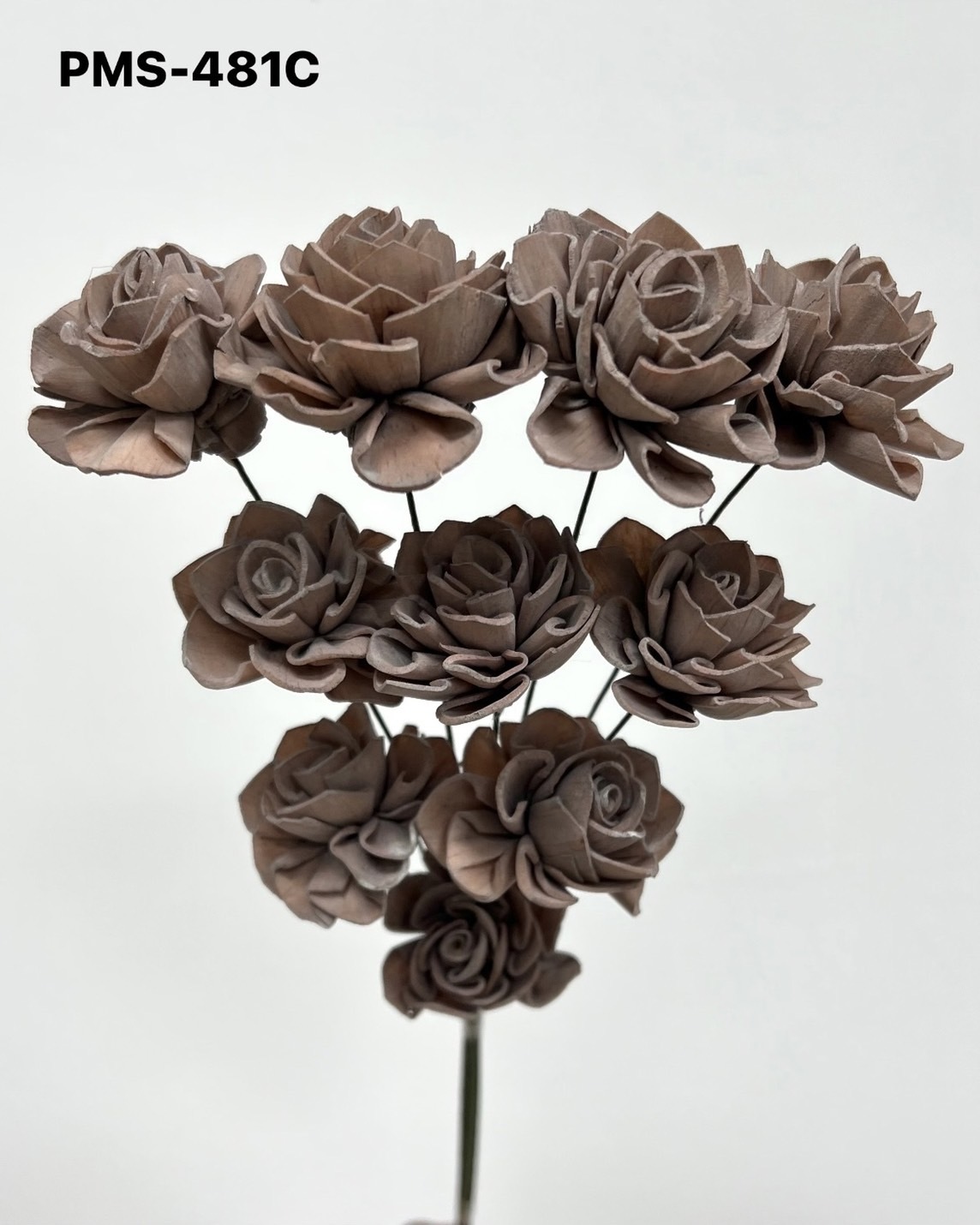 印度索拉大理花(3公分)-PMS481C