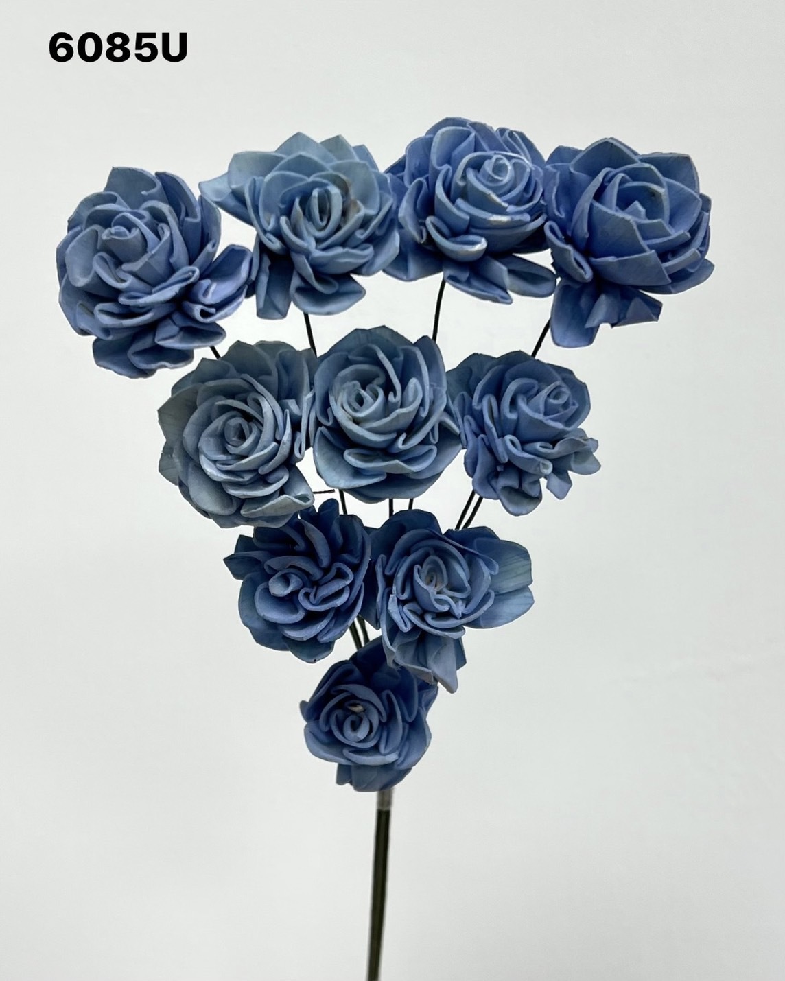 印度索拉大理花(3公分)-6085U