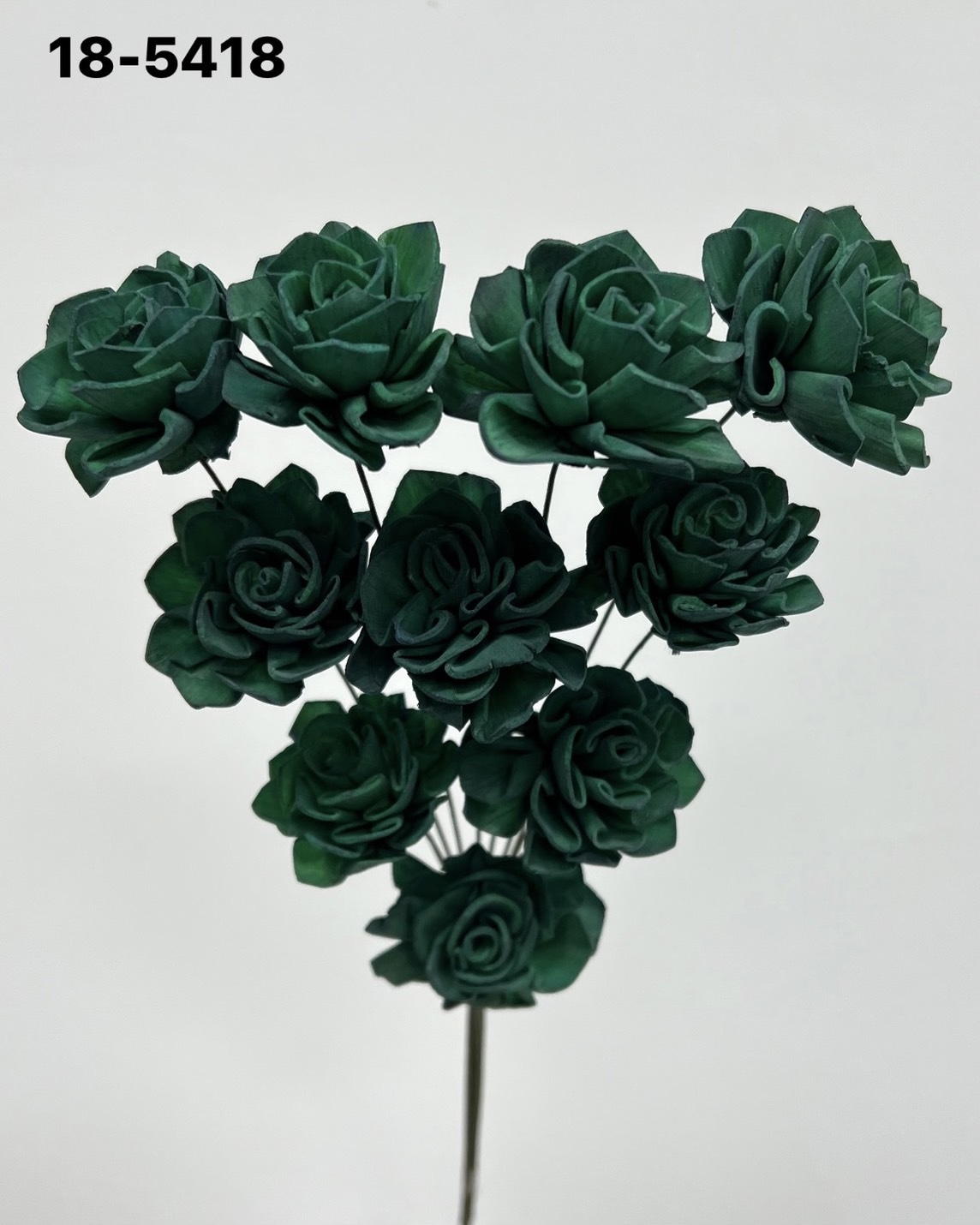 印度索拉大理花(3公分)-185418