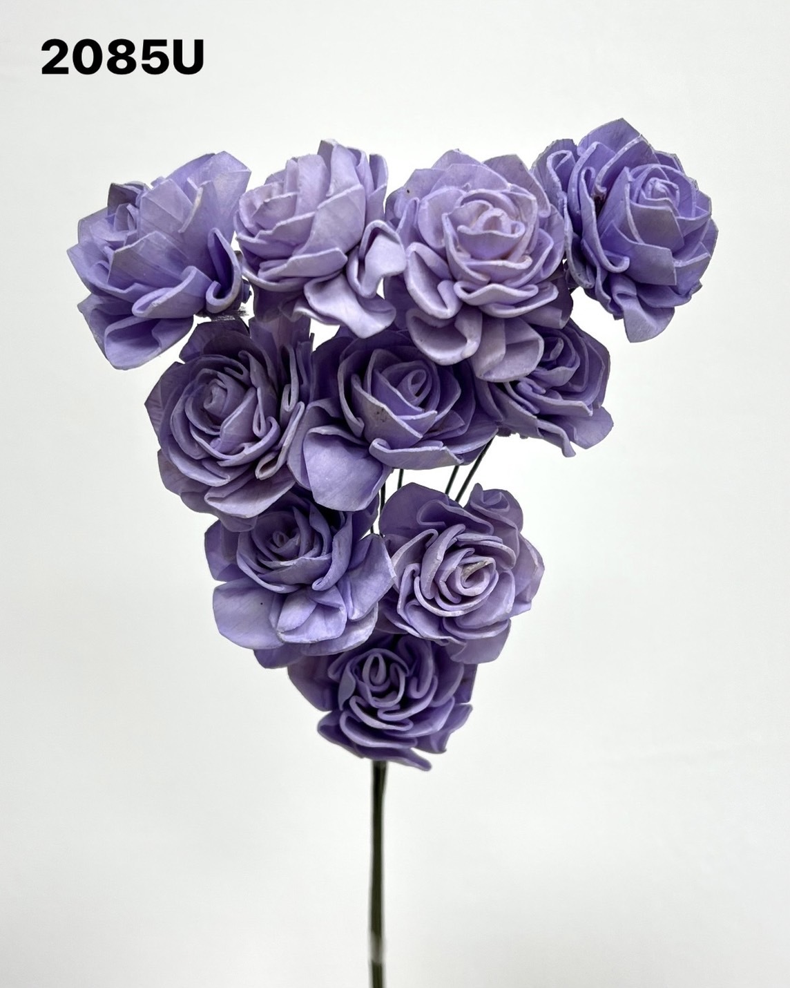 印度索拉大理花(3公分)-2085U