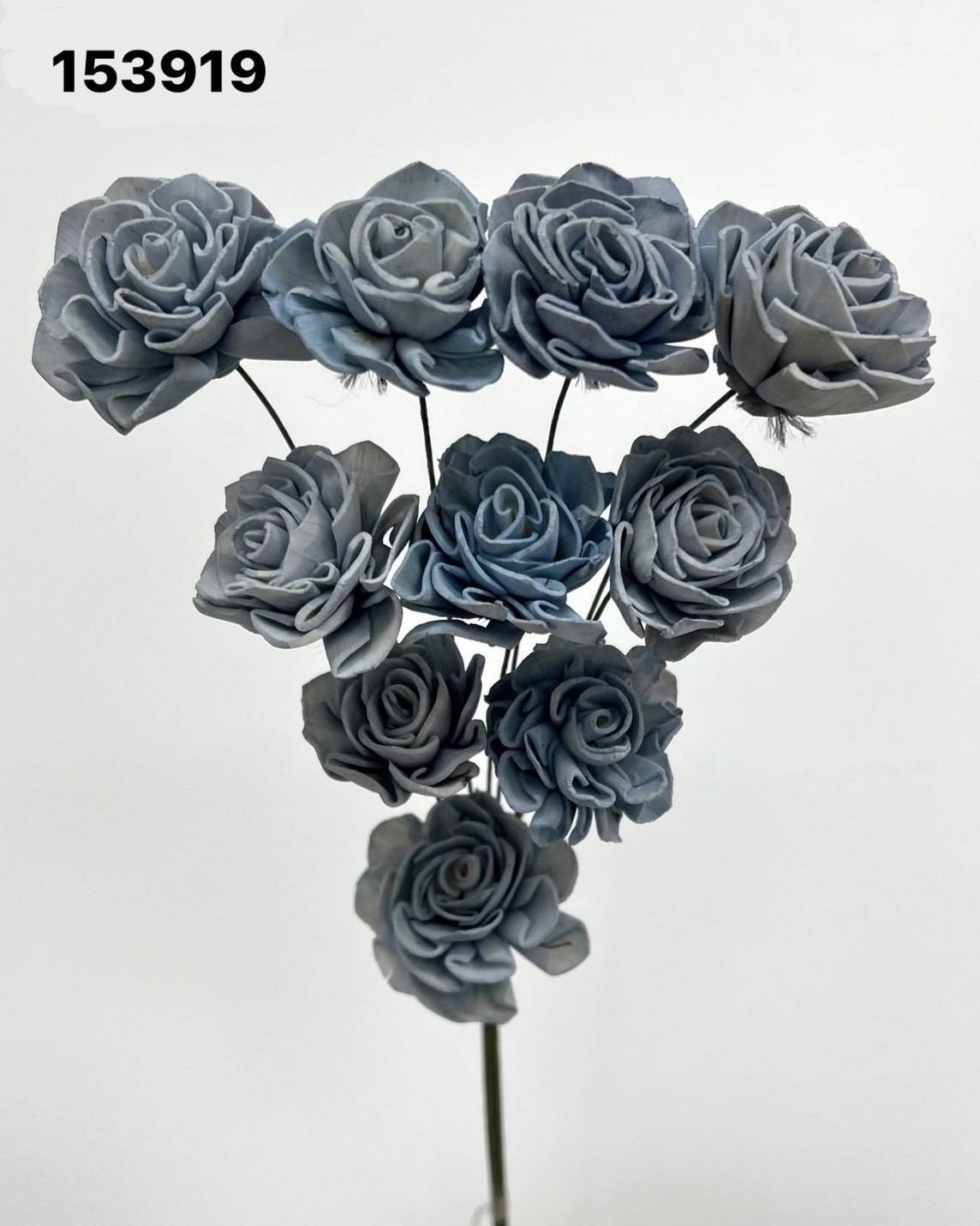 印度索拉大理花(3公分)-153919