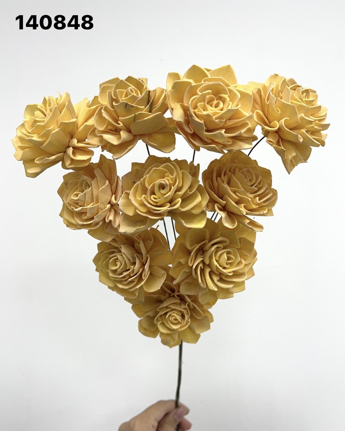 印度索拉大理花(5公分)-140848