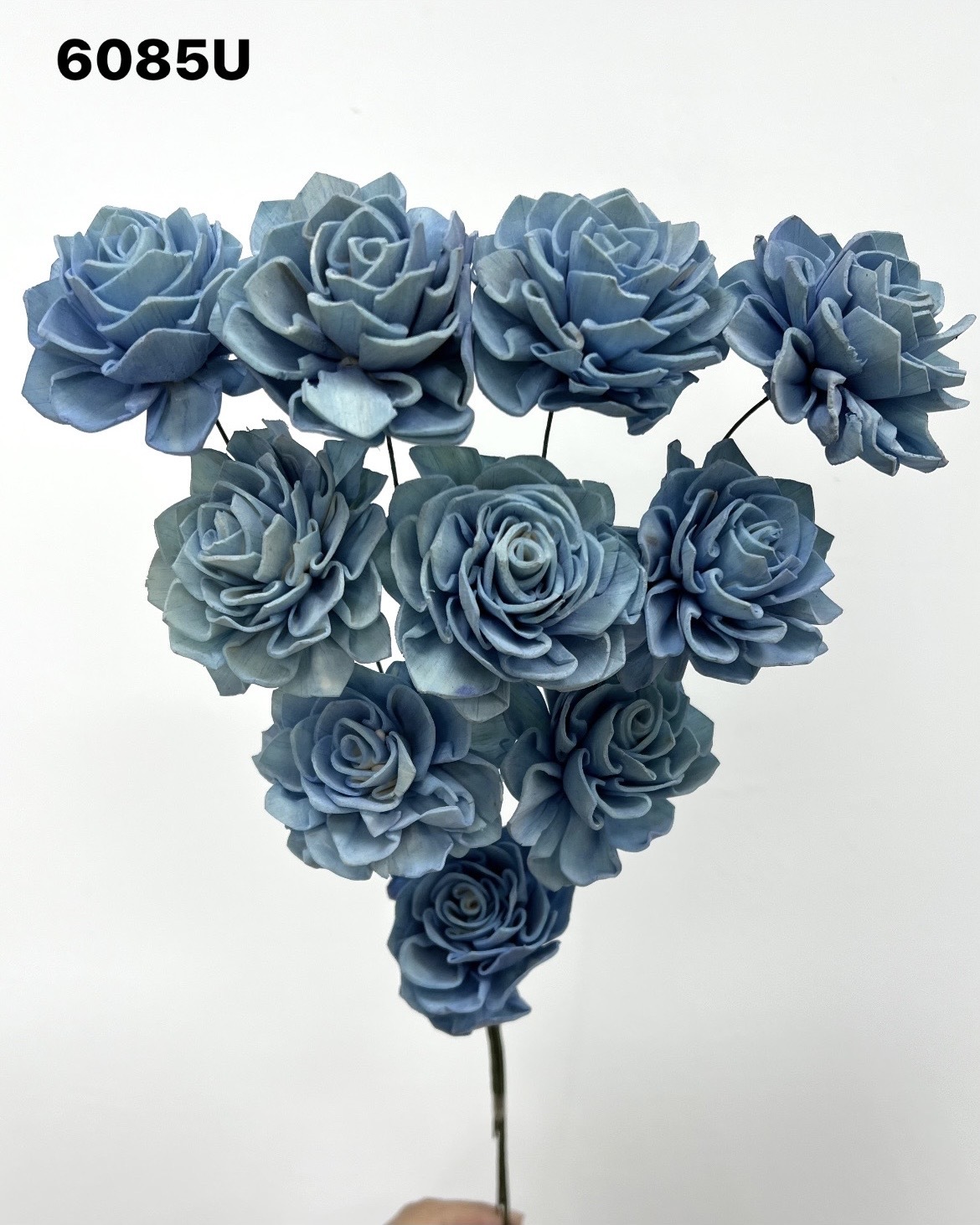 印度索拉大理花(5公分)-6085U