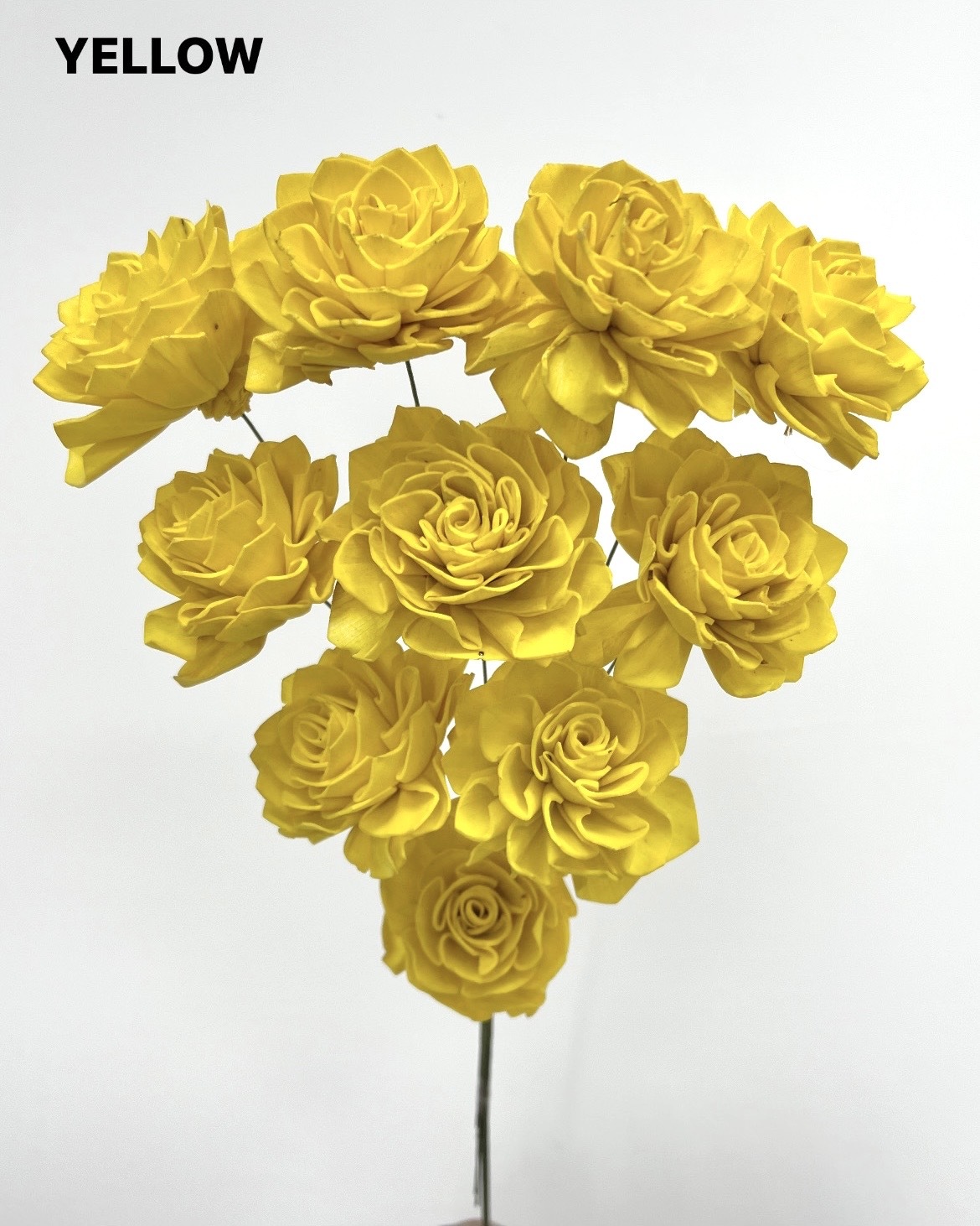 印度索拉大理花(5公分)-YELLOW