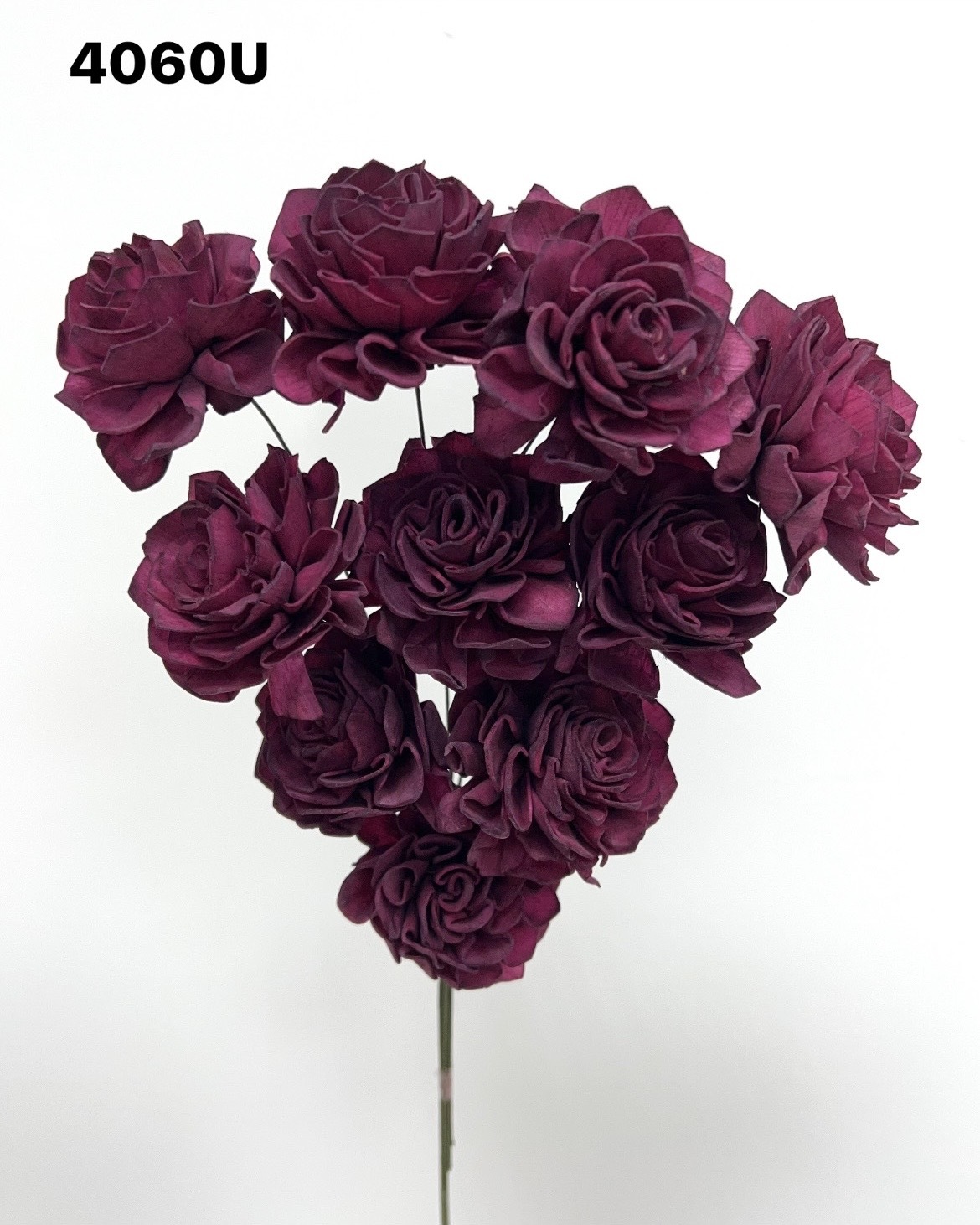 印度索拉大理花(5公分)-4060U