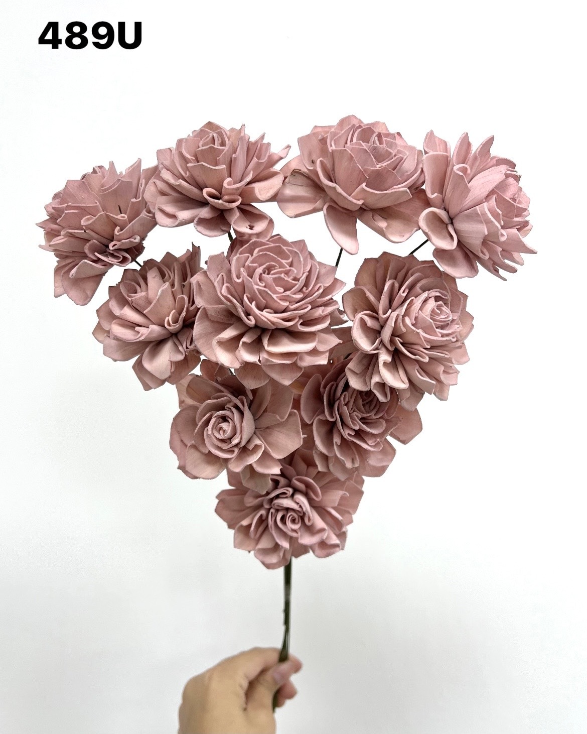 印度索拉大理花(5公分)-489U