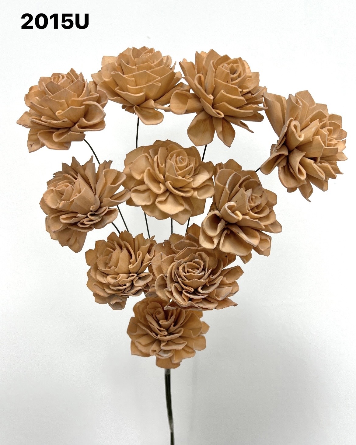 印度索拉大理花(5公分)- 2015U