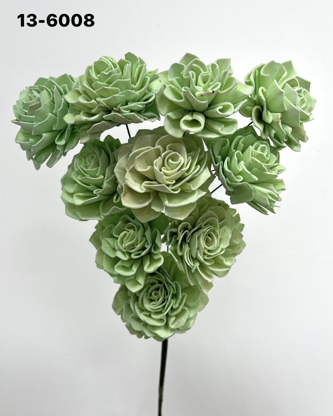 印度索拉大理花(5公分)-136008