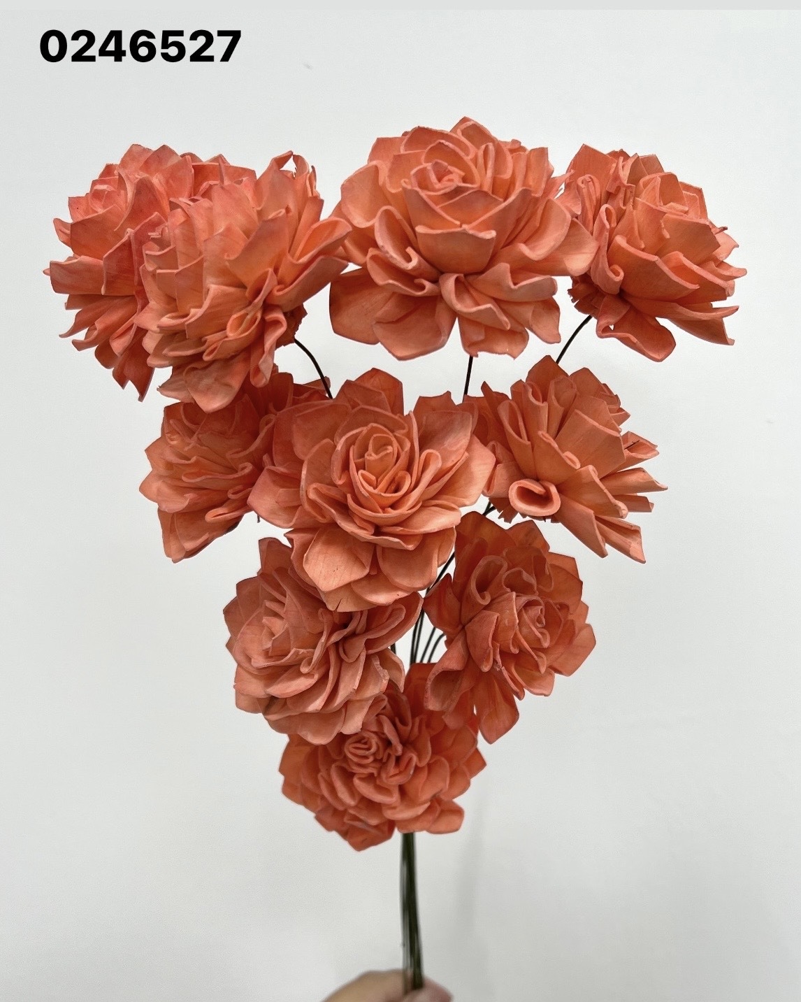 印度索拉大理花(5公分)- 0246527