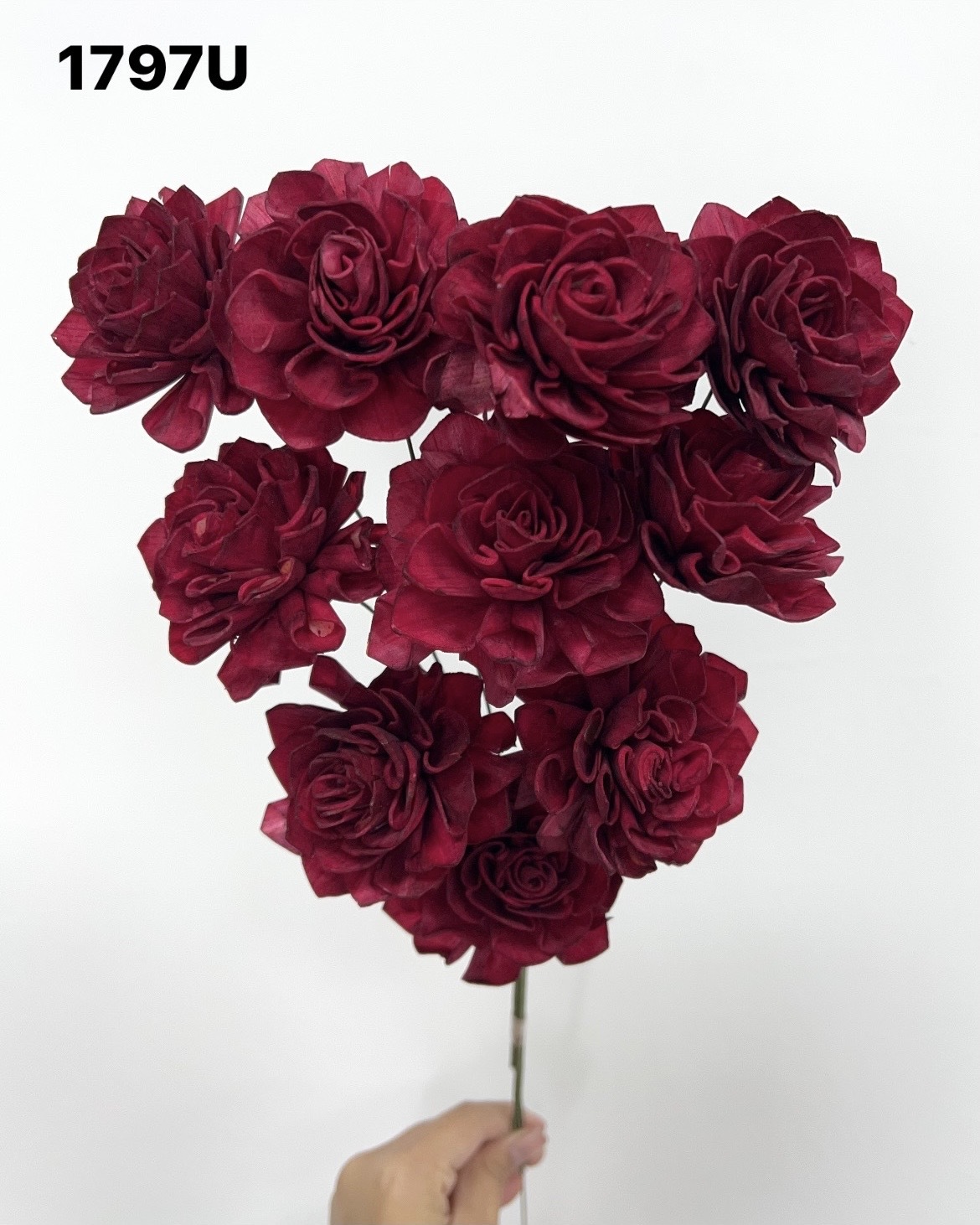 印度索拉大理花(5公分)-1797U