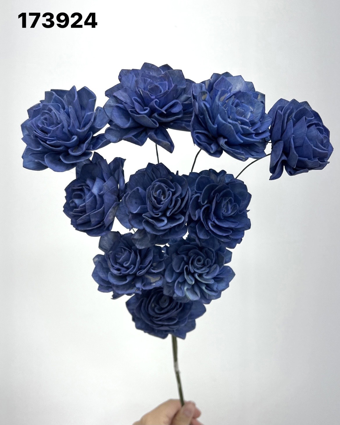 印度索拉大理花(5公分)-173924