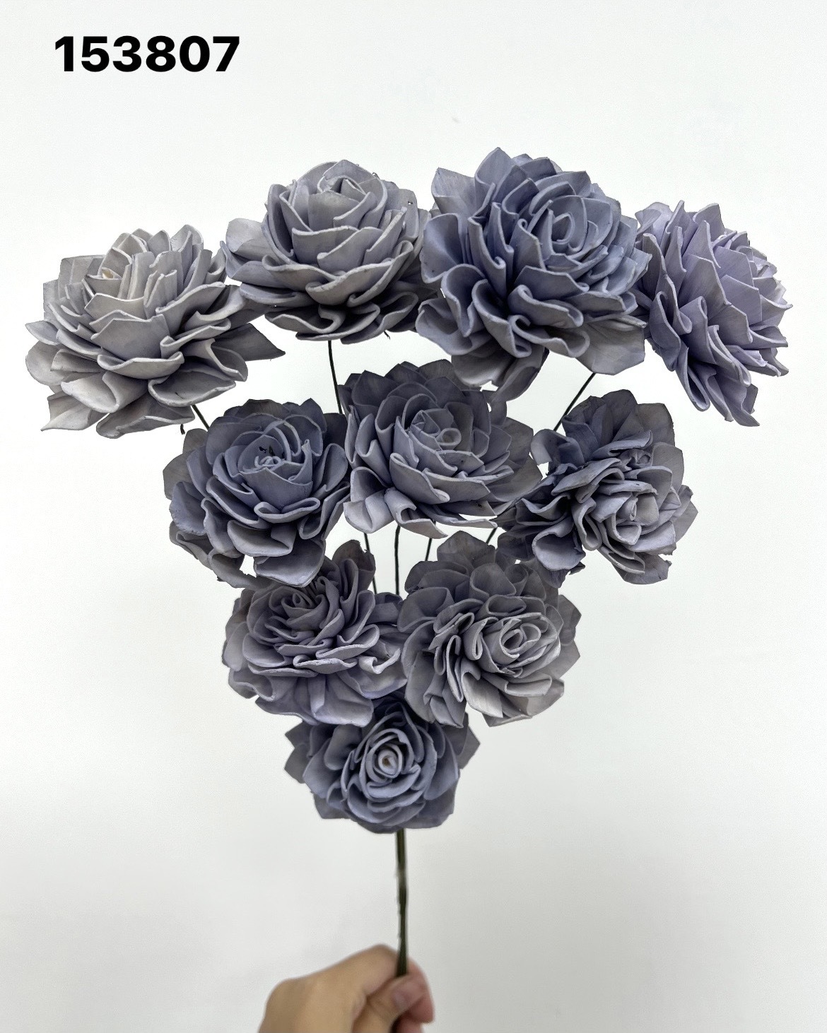 印度索拉大理花(5公分)-153807