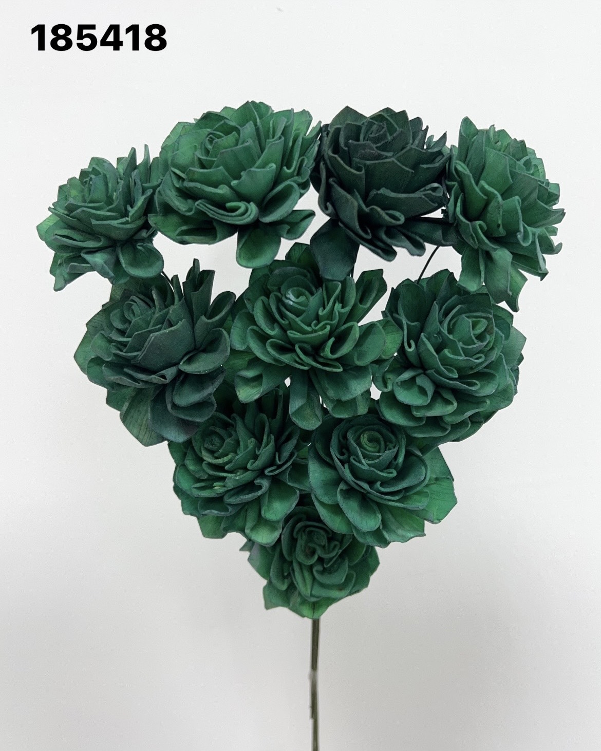 印度索拉大理花(5公分)-185418