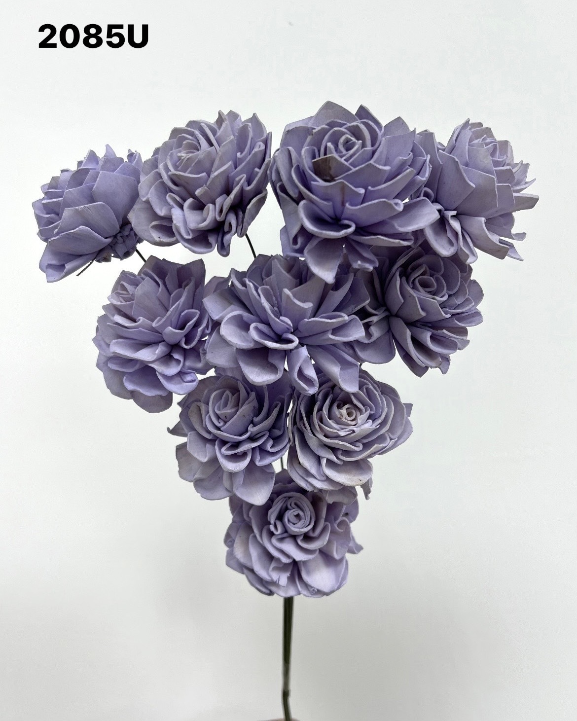 印度索拉大理花(5公分)-2085U