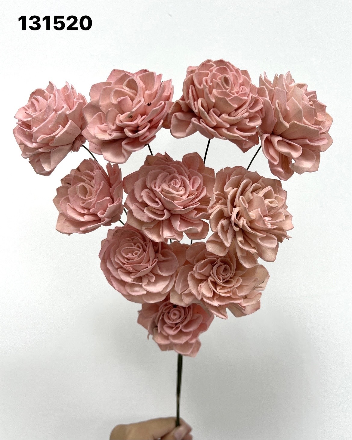 印度索拉大理花(5公分)-131520