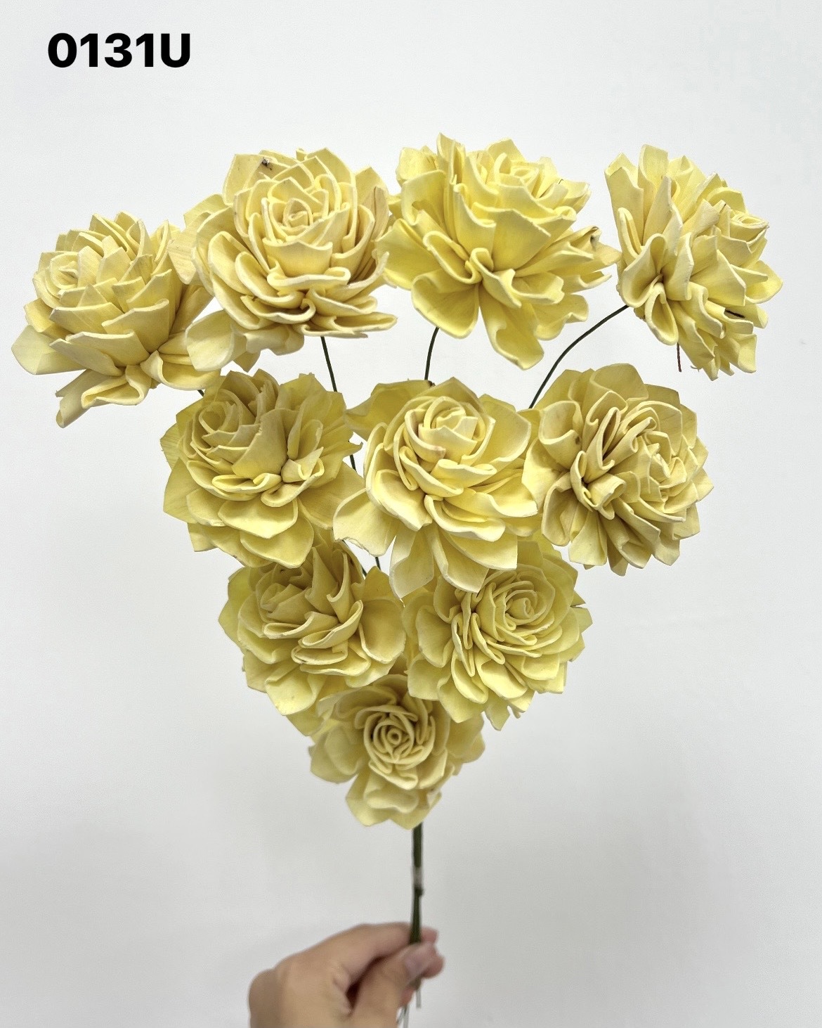 印度索拉大理花(5公分)- 0131U