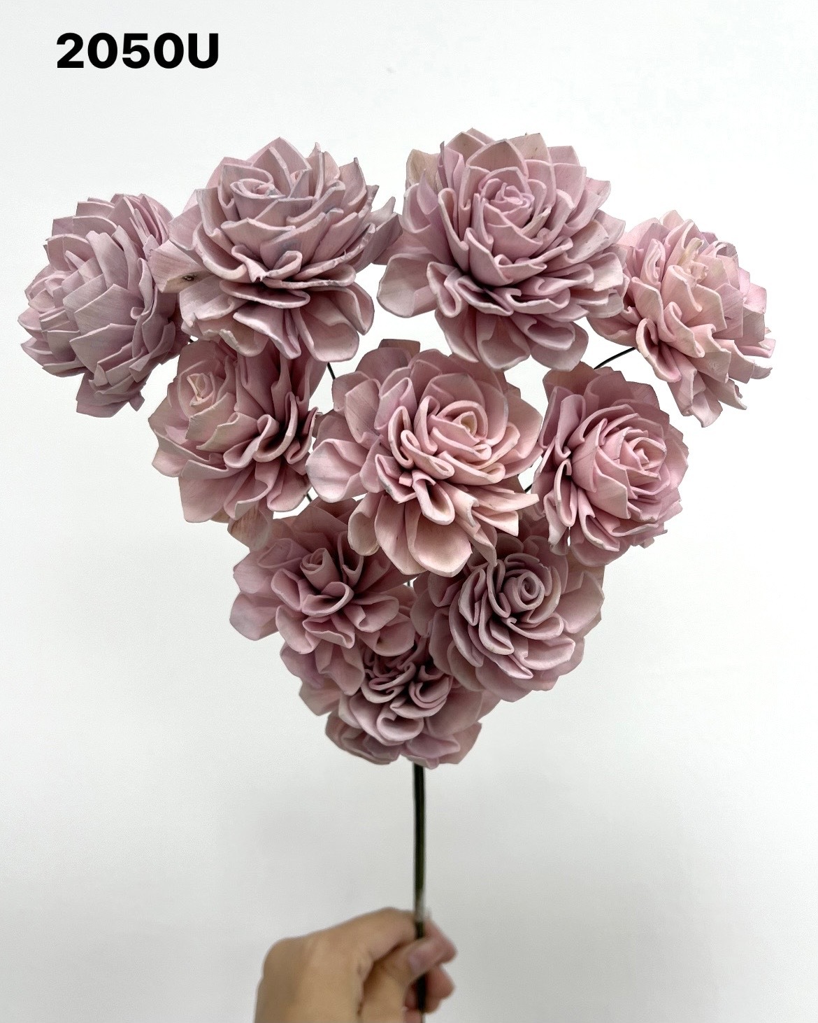 印度索拉大理花(5公分)- 2050U