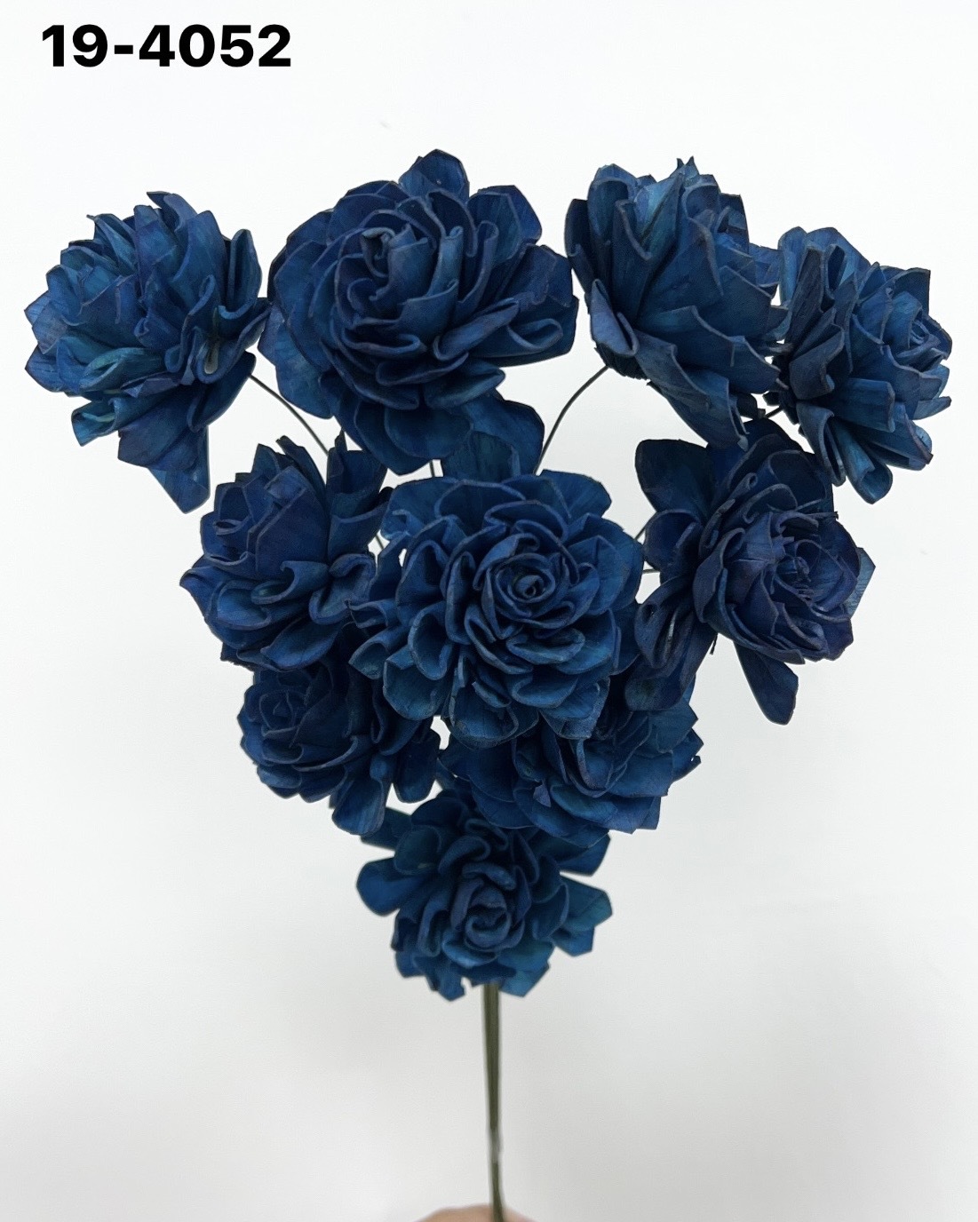 印度索拉大理花(5公分)-194052