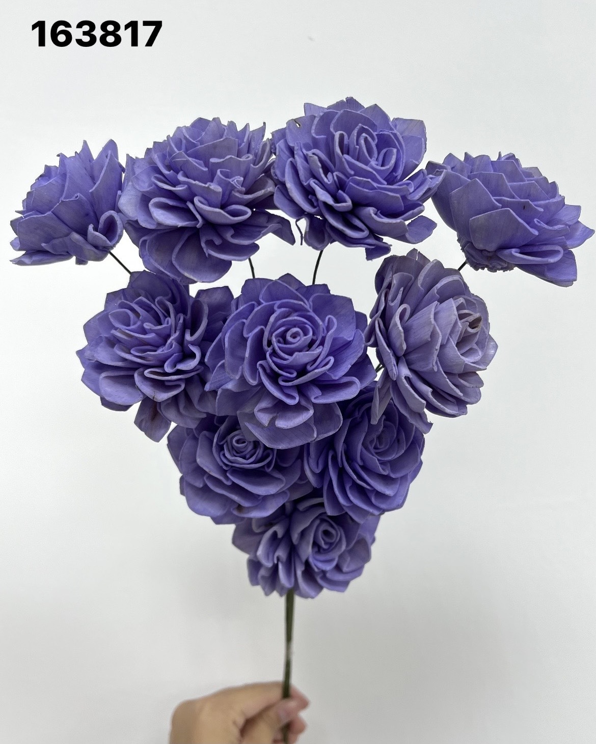 印度索拉大理花(5公分)- 163817