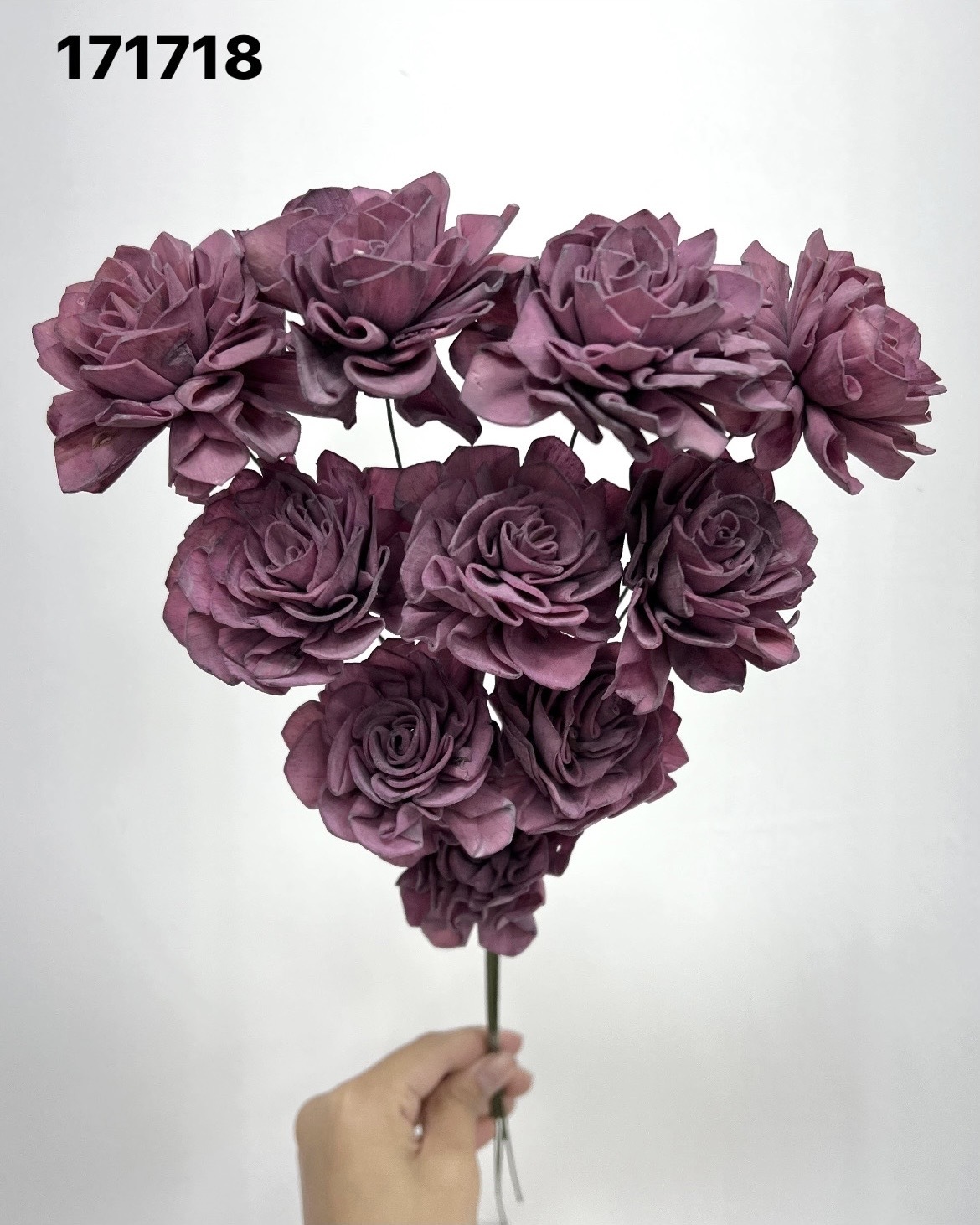 印度索拉大理花(5公分)- 171718