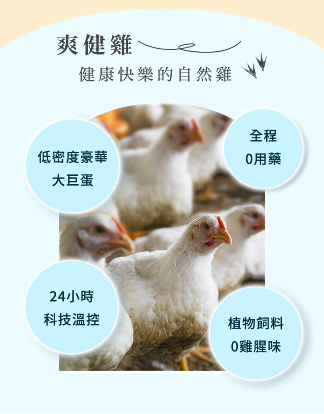 爽健健康快樂的自然雞全程低密度豪華用藥大巨蛋24小時科技溫控植物飼料0雞腥味