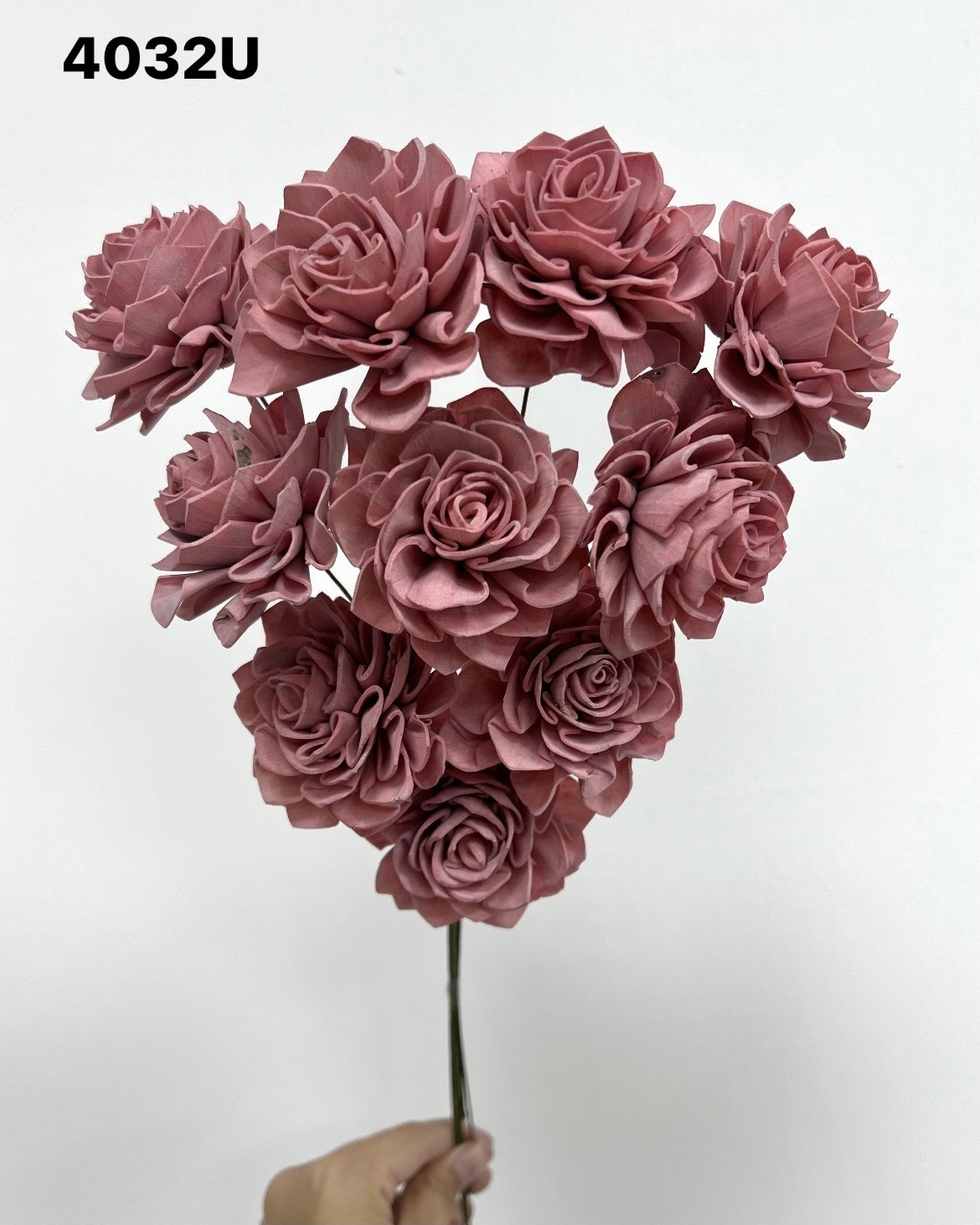 印度索拉大理花(5公分)- 4032U