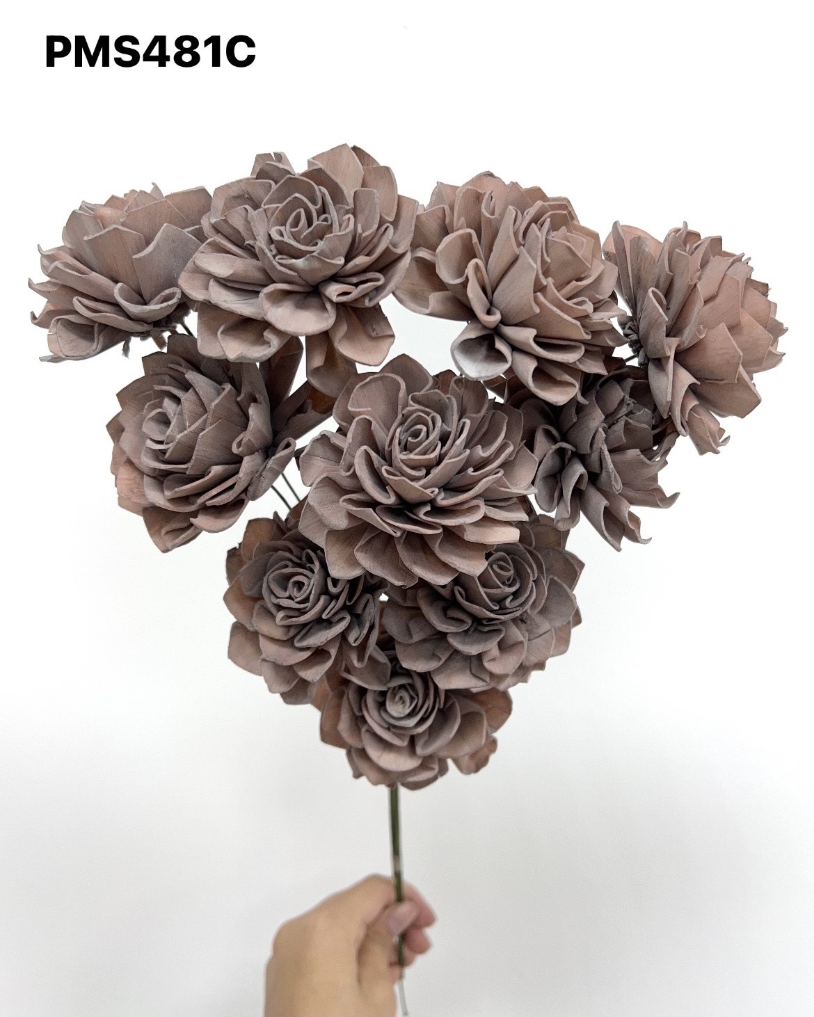 印度索拉大理花(5公分)-PMS481C