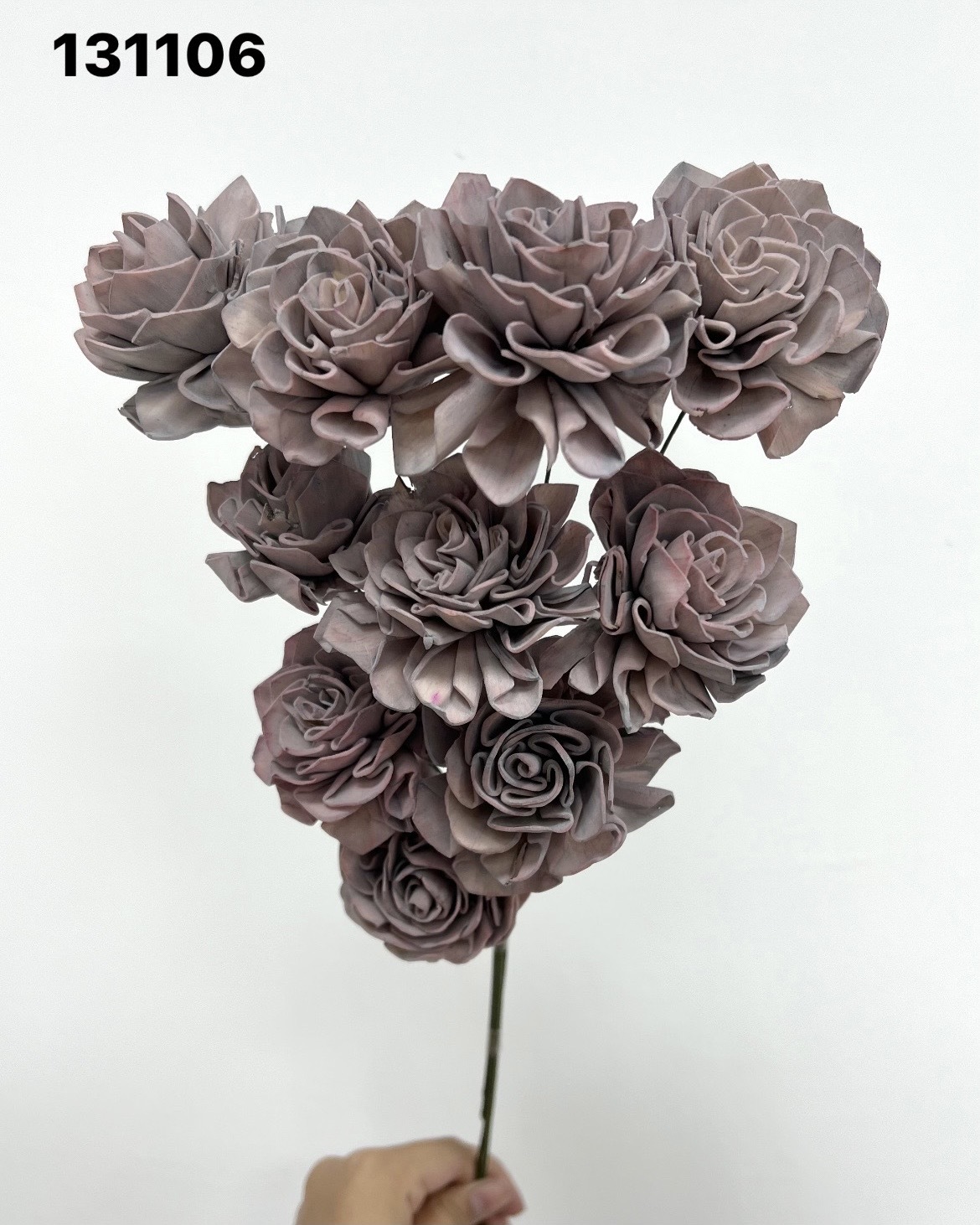 印度索拉大理花(5公分)- 131106