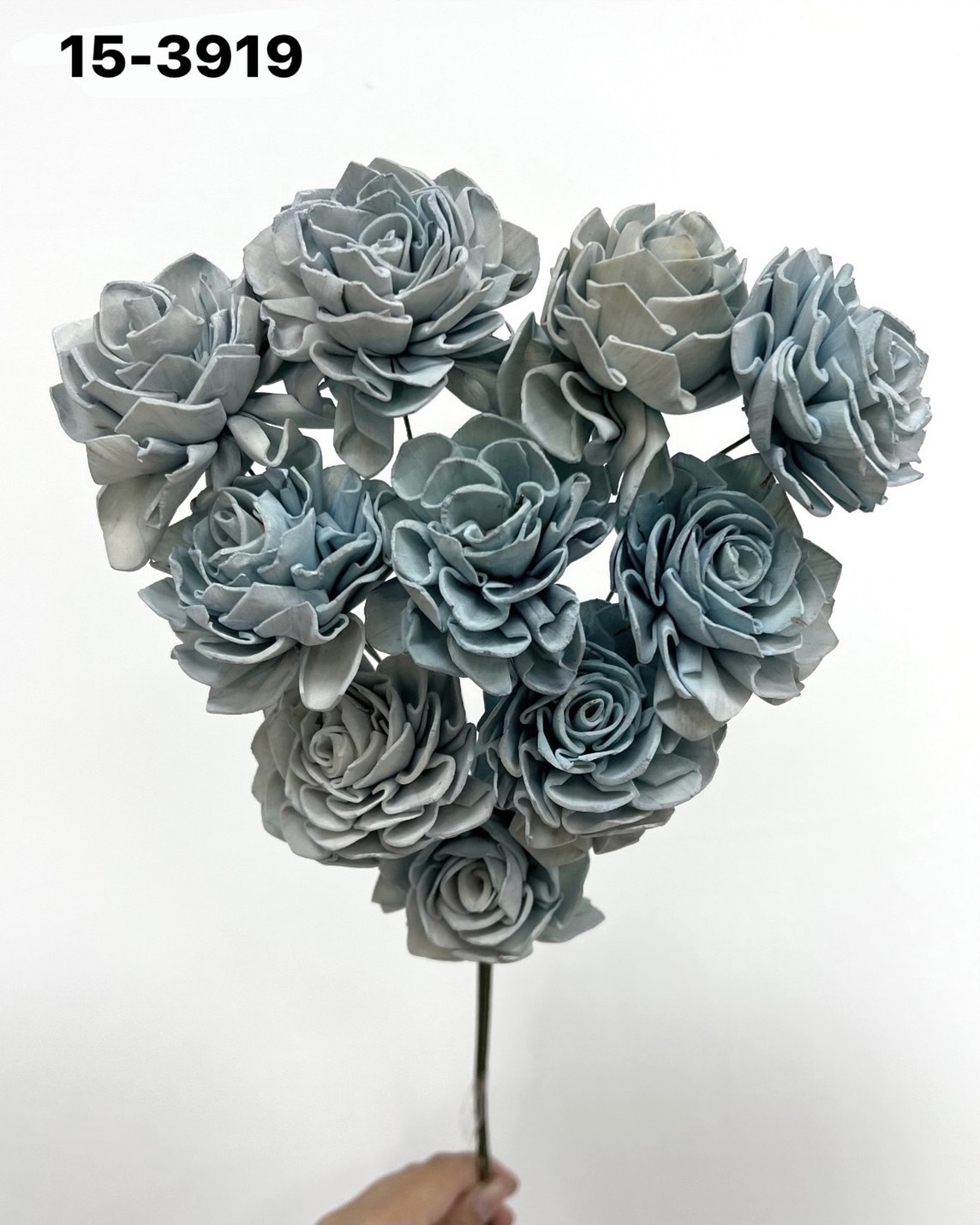 印度索拉大理花(5公分)-153919