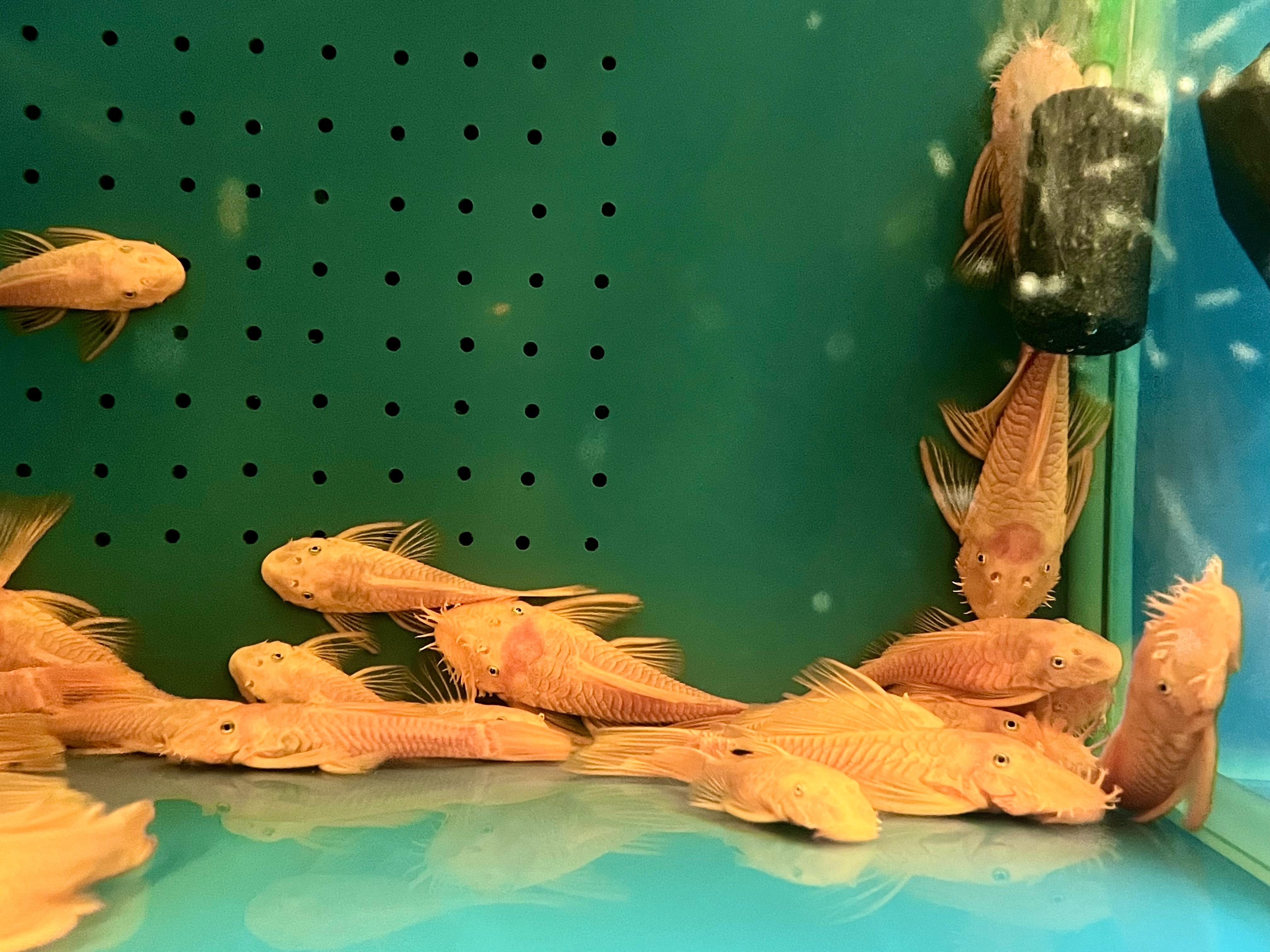與玩家交流意見、想法，將目標瞄準成年族群的全新企劃！【LEGO
