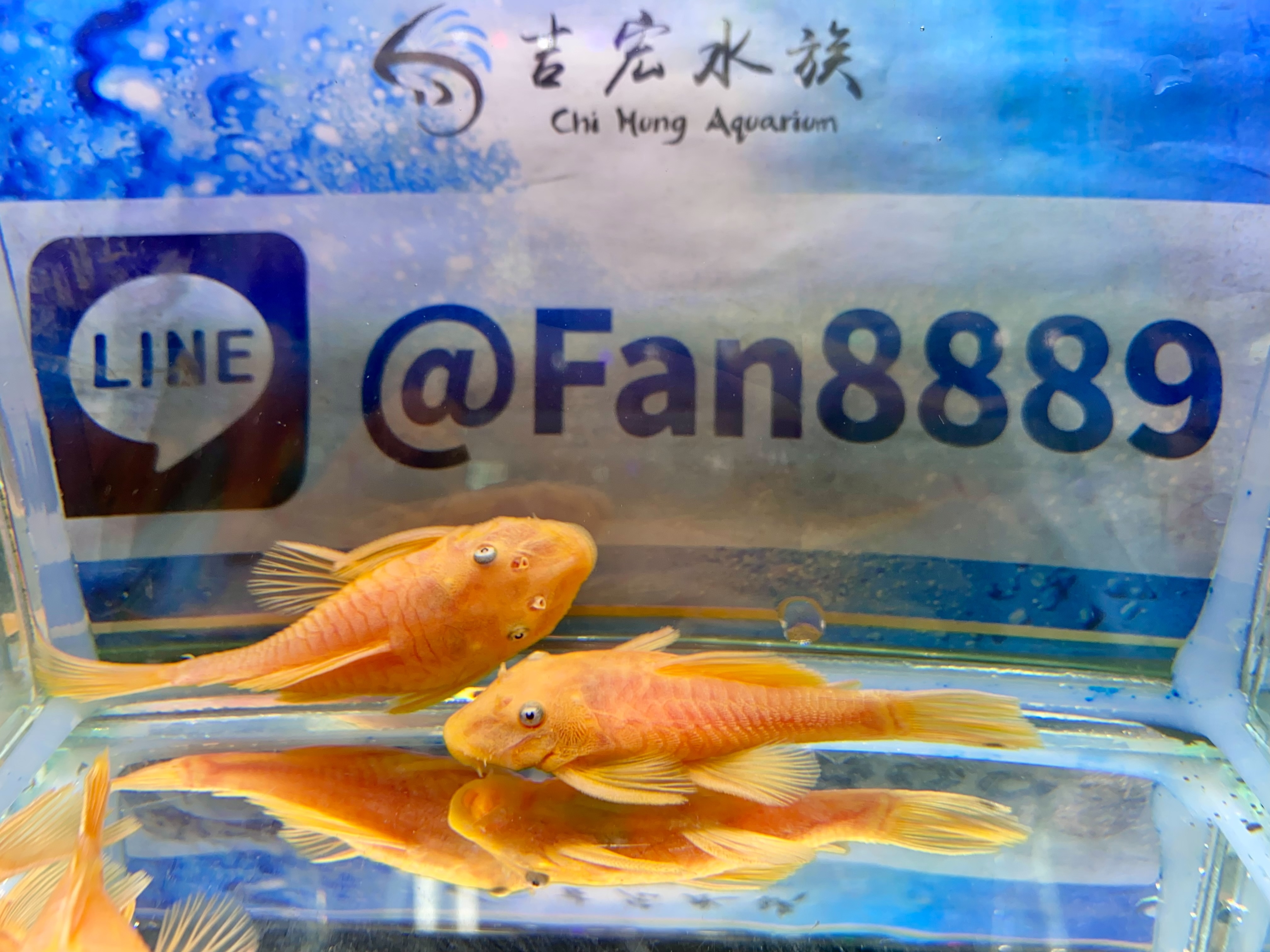 魚樂| 溪流精灵#吉罗鱼#huerco #xt511s | Instagram