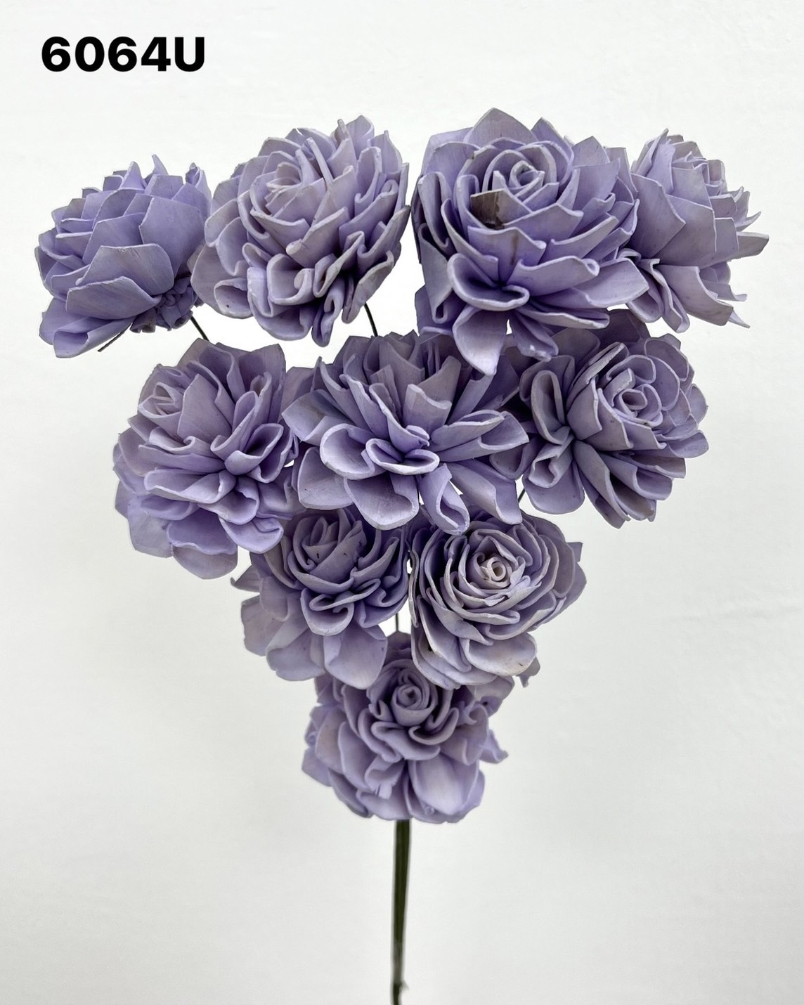 印度索拉大理花(5公分)- 6064U