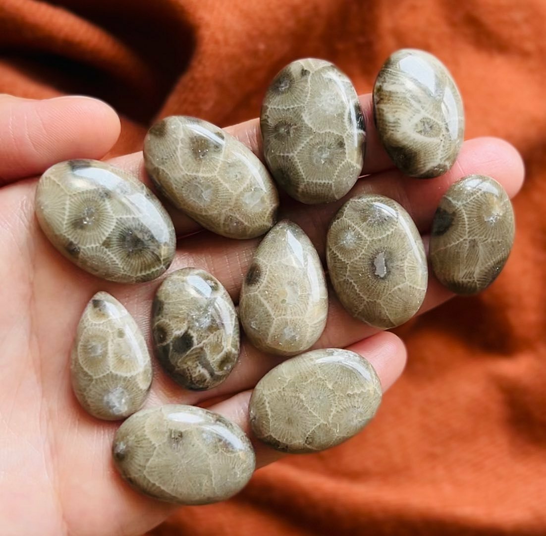 [原石] 珊瑚化石 水晶蛋面