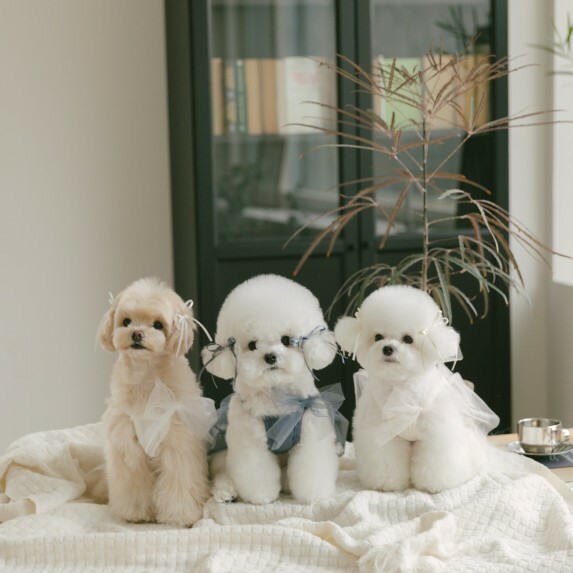 Malrang 柔光珍珠芭蕾裙