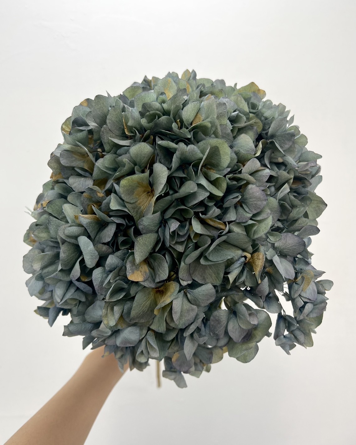 乾燥古典藍繡球(B級)