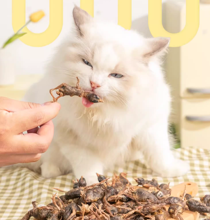 D-cat 多可特鵪鶉凍乾貓零食 (200g*1桶)