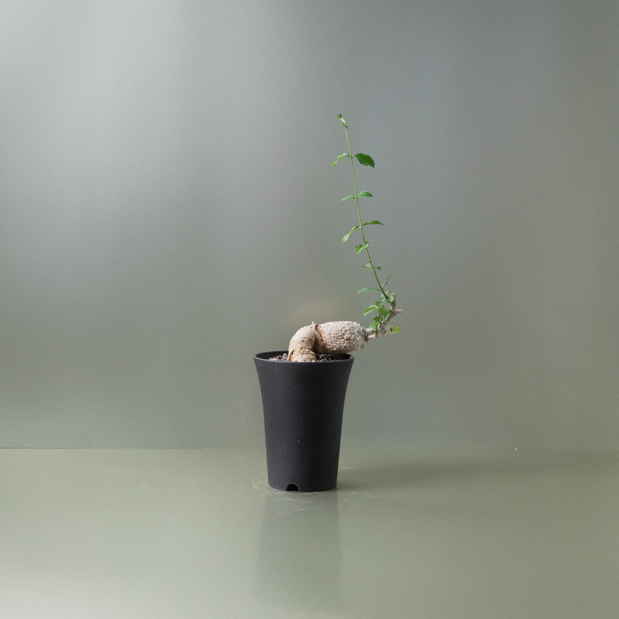 火星人 Fockea edulis