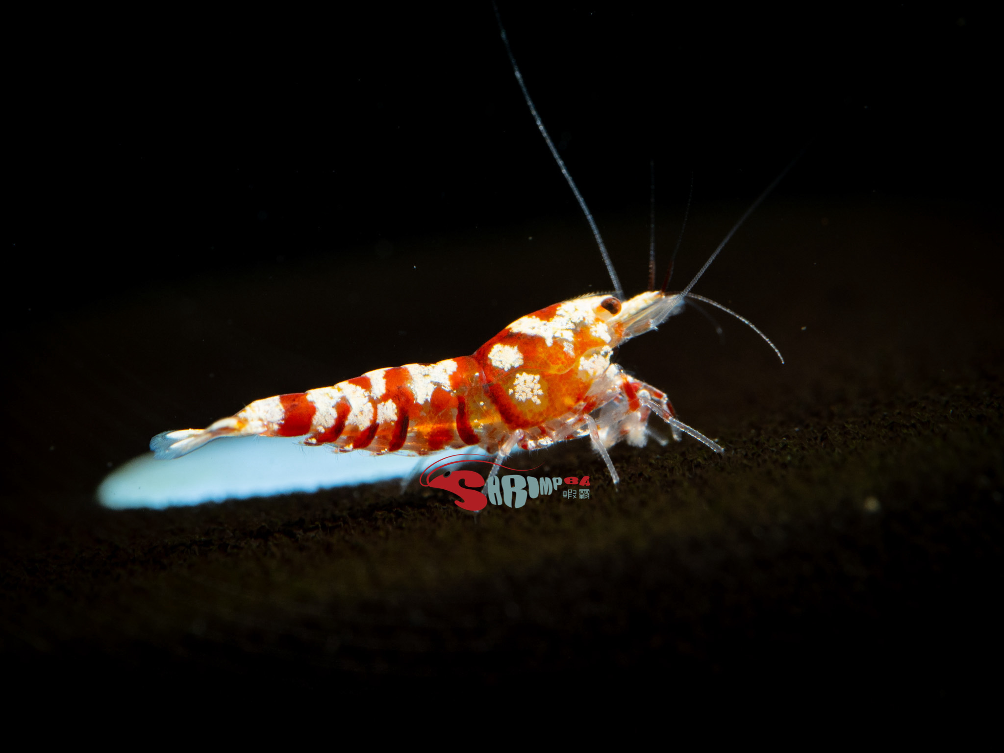 AS紅花虎 仔蝦 5隻