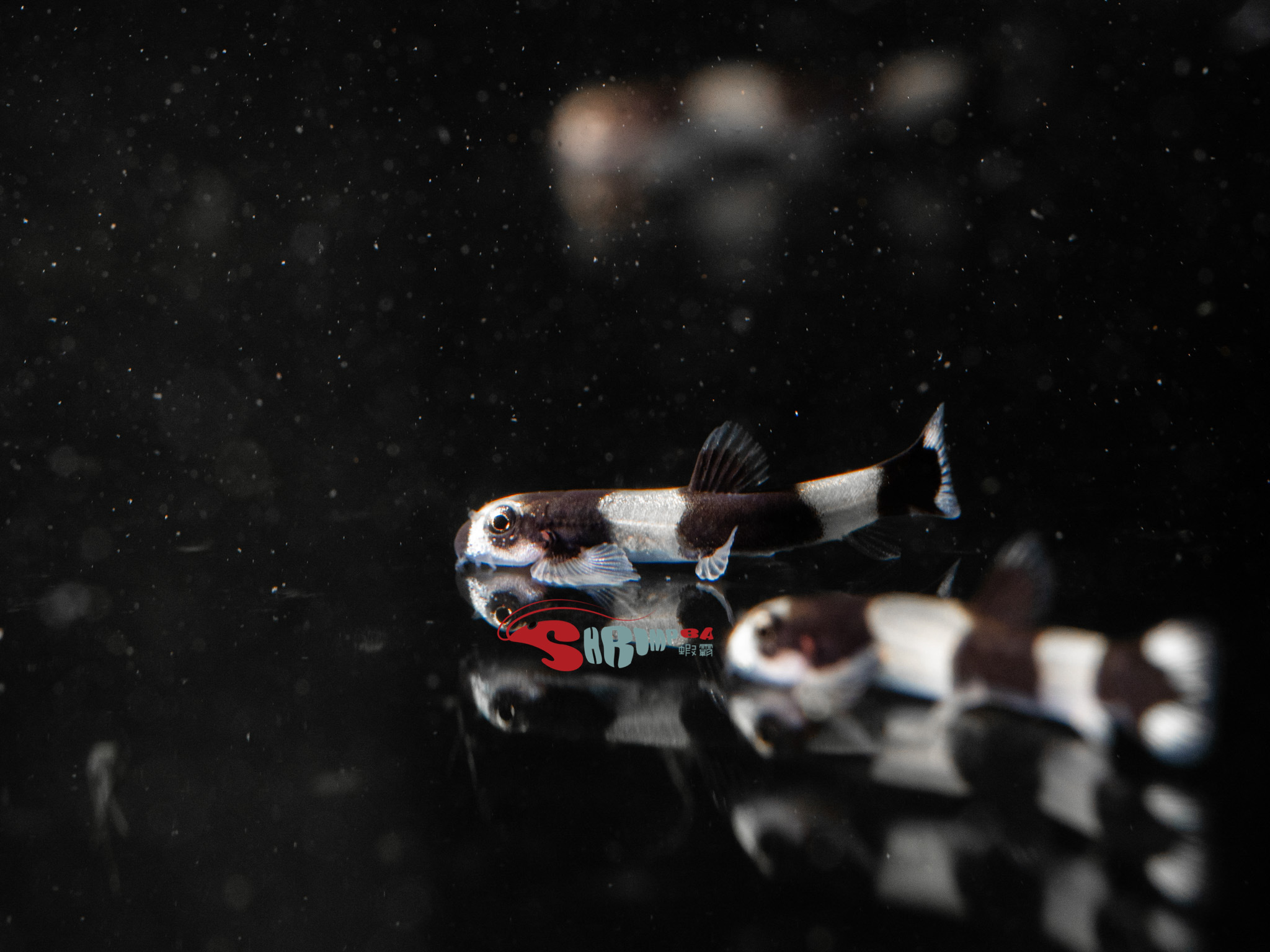 熊貓爬岩鰍 1隻