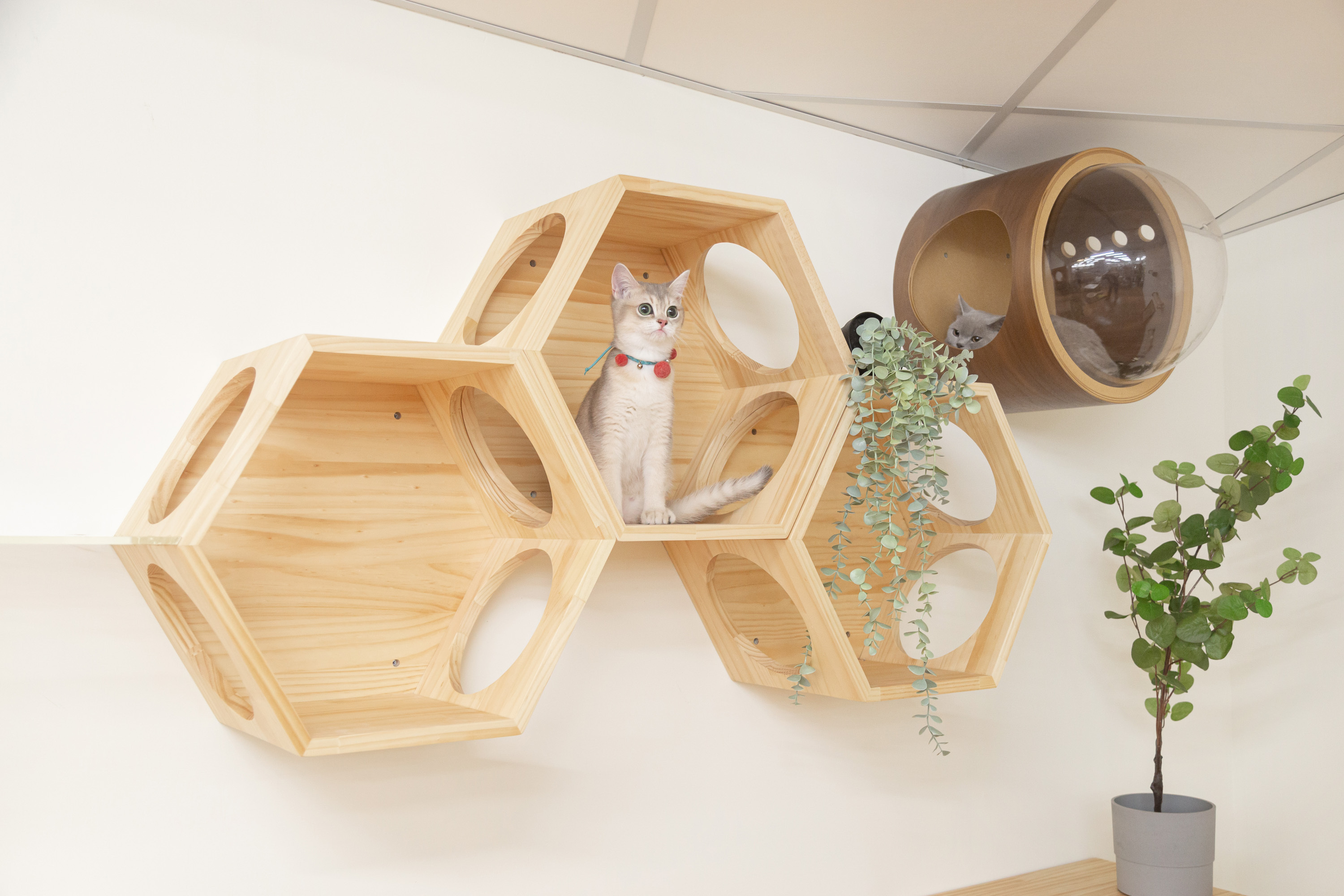 Busycat Hexagon Floating Cat Shelf