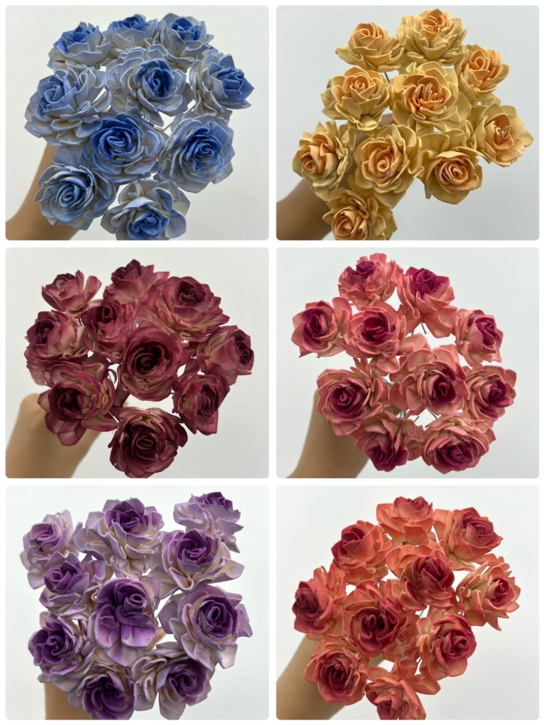 印度索拉大理花(5公分)-雙色系列