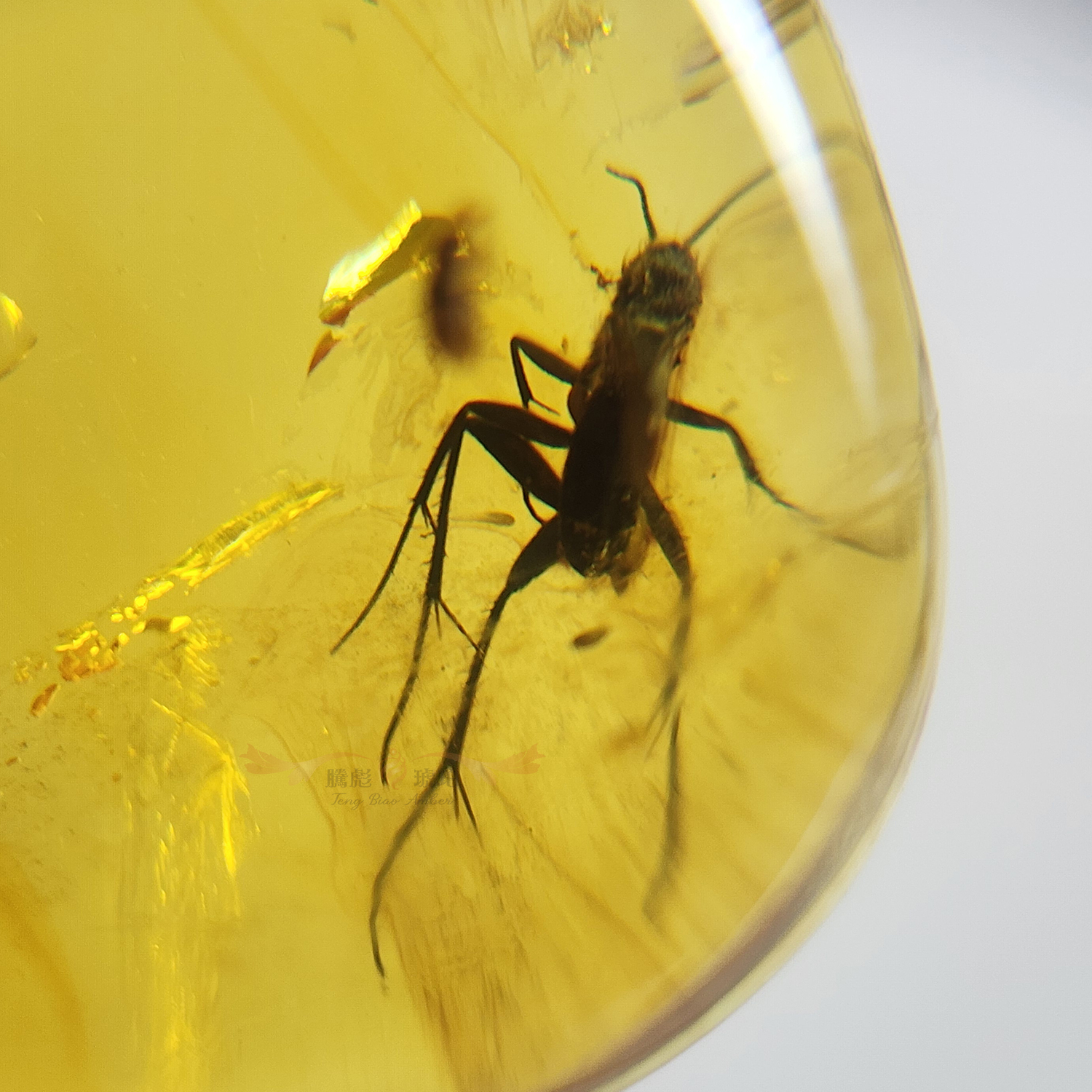 收藏款3A天然意象波羅的海琥珀蟋蟀、甲蟲化石吊擺墜