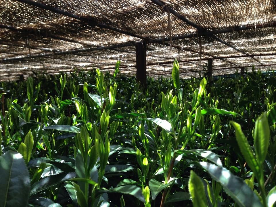 星野製茶園 八女玉露 傳統本玉露 星雲 【綠茶 / 八女茶】