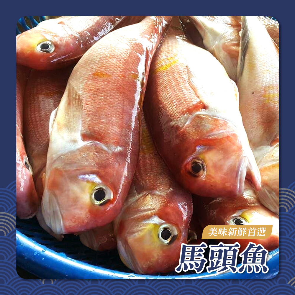 馬頭魚