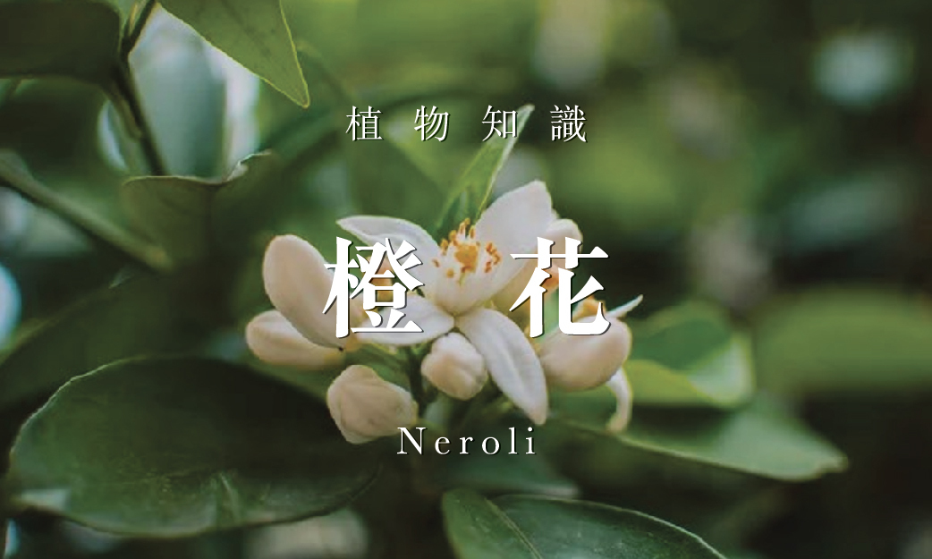 精油百科｜橙花
