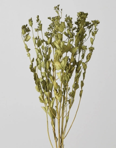 日本不凋澤蘭 30330-701