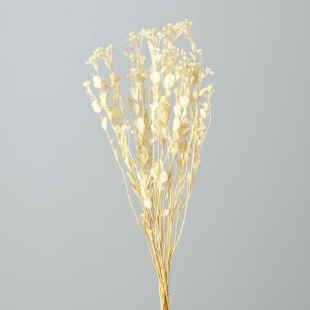 日本不凋澤蘭 30330-011