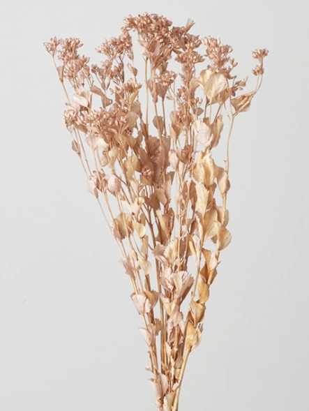 日本不凋澤蘭 30330-081