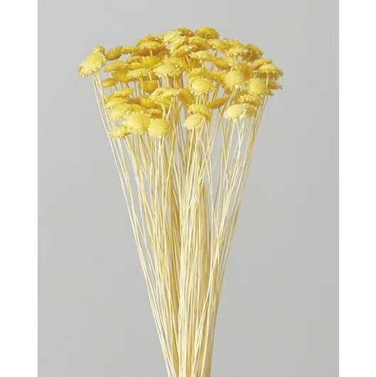 日本不凋瑪格麗特 30020-501